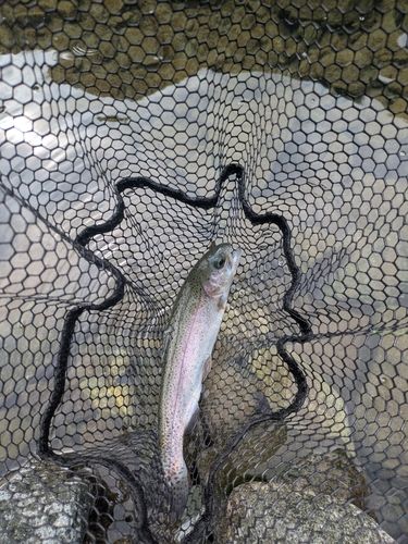 ニジマスの釣果