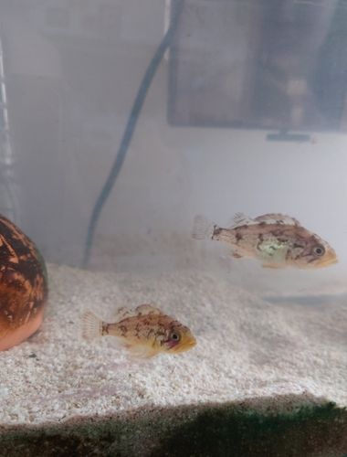 クロソイの釣果