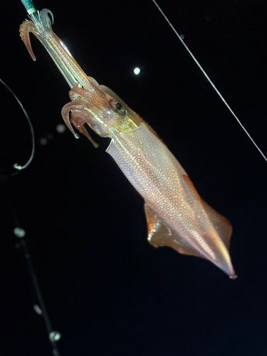ケンサキイカの釣果