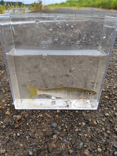 カワムツの釣果