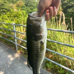 ブラックバス