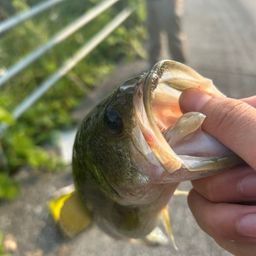 ブラックバス