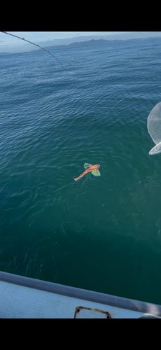 ホウボウの釣果