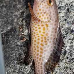 オオモンハタ