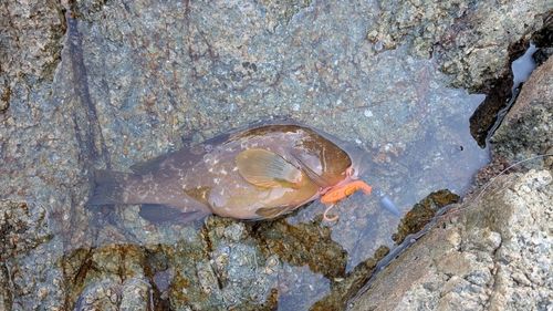 キジハタの釣果