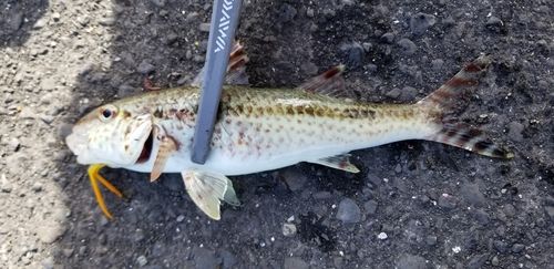 ヨメヒメジの釣果
