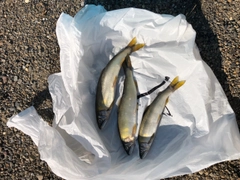 アユの釣果