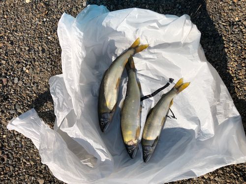 アユの釣果