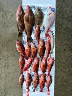 チダイの釣果