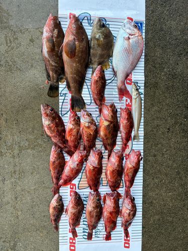チダイの釣果