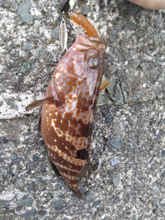アコウの釣果