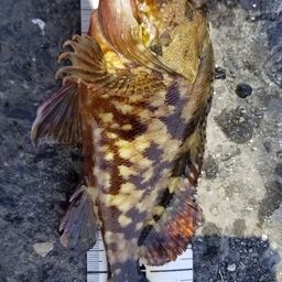 カサゴ