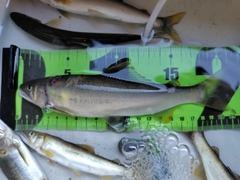 アユの釣果