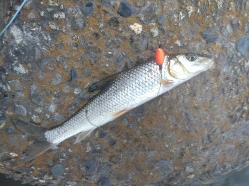 ニゴイの釣果