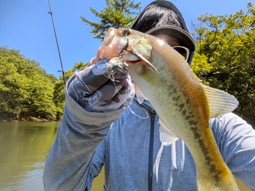 ブラックバスの釣果