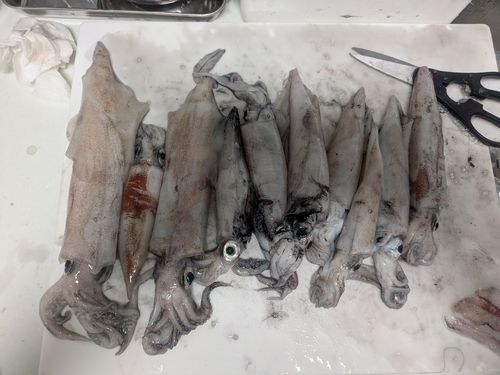 ケンサキイカの釣果