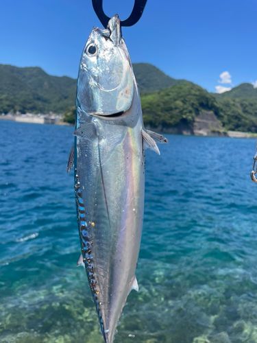 ソウダガツオの釣果