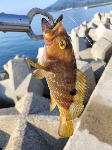 キジハタの釣果