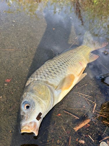 コイの釣果