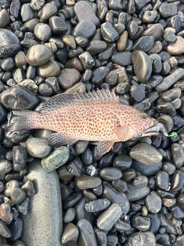 オオモンハタの釣果