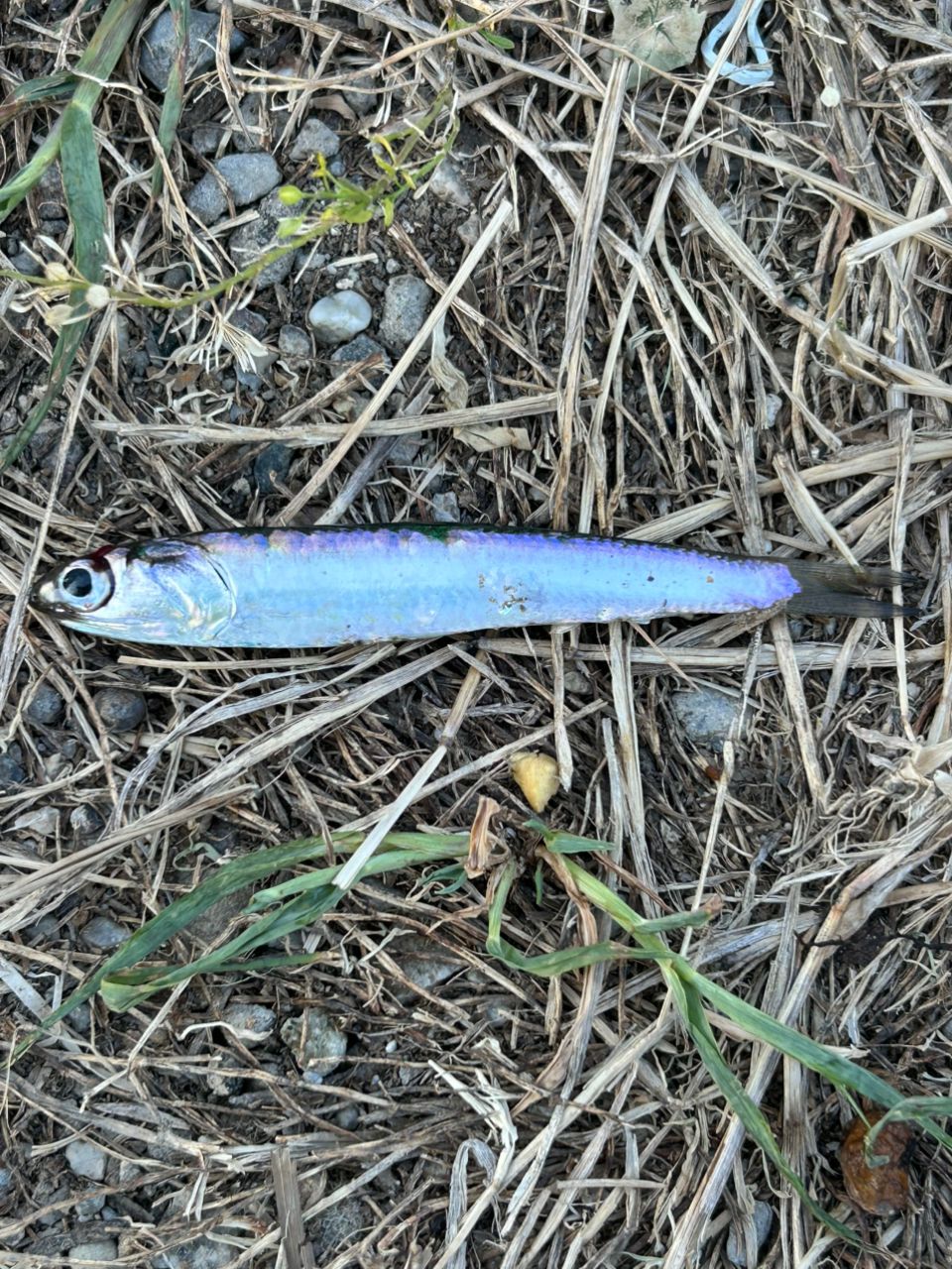 カタクチイワシ