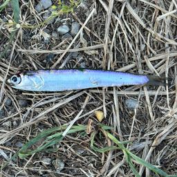 カタクチイワシ