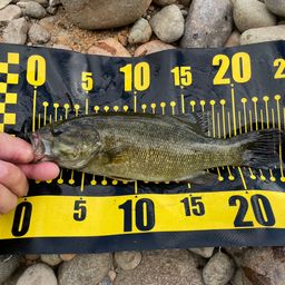 スモールマウスバス