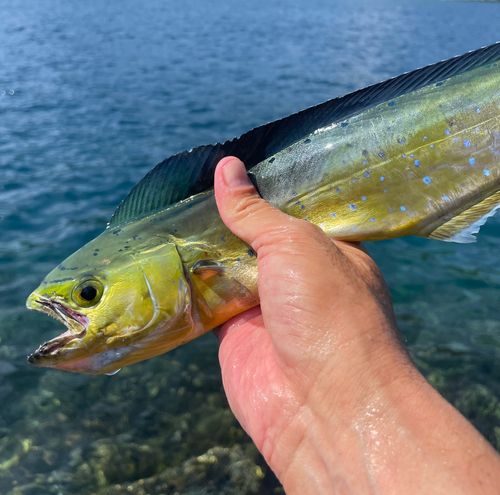 シイラの釣果