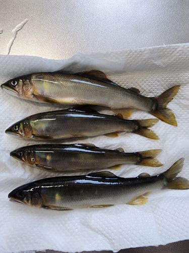 アユの釣果