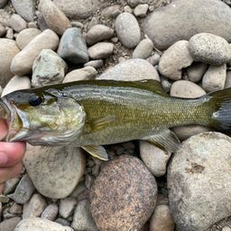 スモールマウスバス