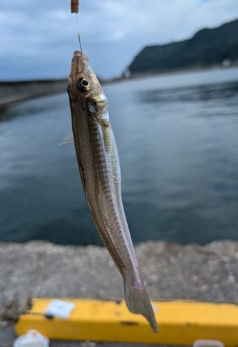 キスの釣果