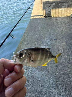 メッキの釣果