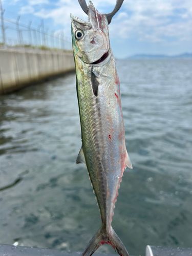 サゴシの釣果