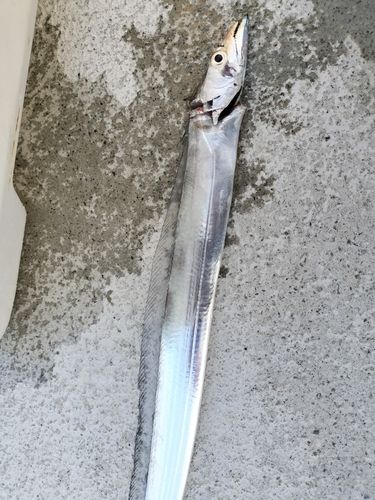 タチウオの釣果