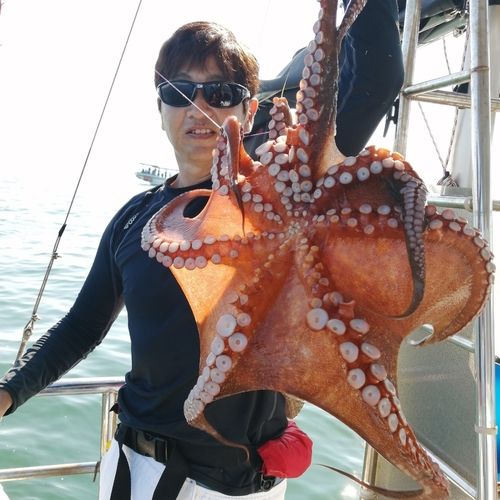 タコの釣果