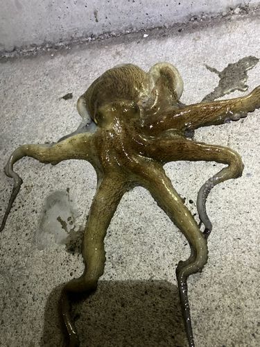 マダコの釣果