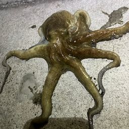 マダコ