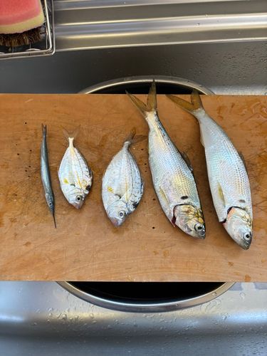コノシロの釣果