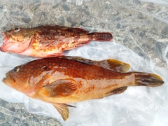 キジハタの釣果