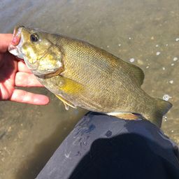 スモールマウスバス