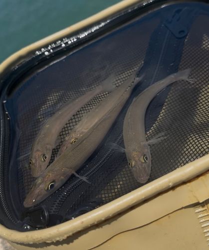 ハマチの釣果
