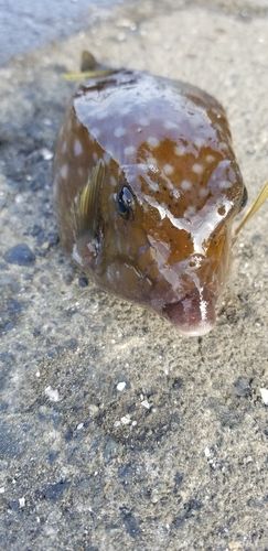 ハコフグの釣果