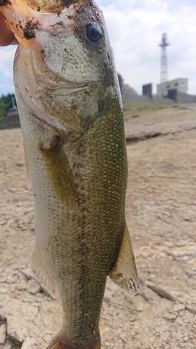ラージマウスバスの釣果