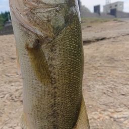 ラージマウスバス