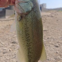 ラージマウスバス