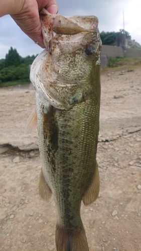 ラージマウスバスの釣果