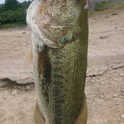 ラージマウスバス