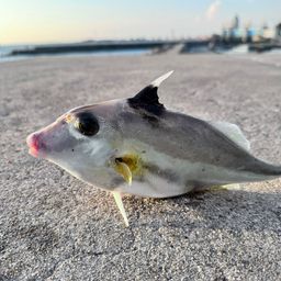 ギマ