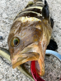 アオハタの釣果