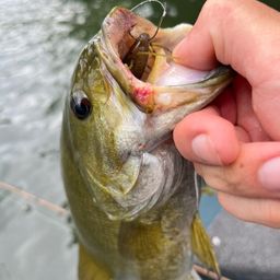 スモールマウスバス